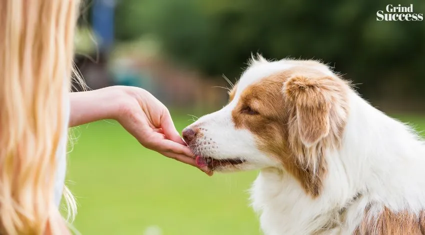 540+ Unique Dog Treat Slogans and Taglines [2023]